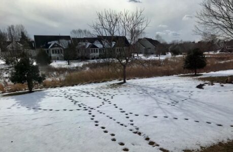 Who's in my backyard? Lovely design by local deer Who's in my backyard? Lovely design by local deer, Eileen McConville