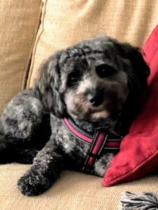 Sophie Moves into Lumberton Sophie Moves into Lumberton, Kathy Eagles