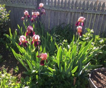 Iris: Late Afternoon Sun Iris: Late Afternoon Sun, Kitty Walsh