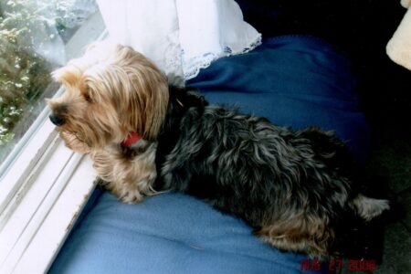 The Dog in the Window The Dog in the Window, Lynn Immendorf