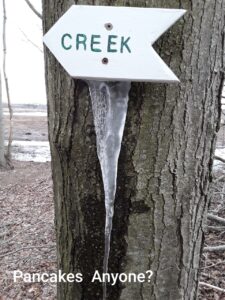 Maple Tree Tapped by Sign Exposing Sap, which Could be Boiled Down for Maple Syrup Maple Tree Tapped by Sign Exposing Sap, which Could be Boiled Down for Maple Syrup, Miriam Swartz