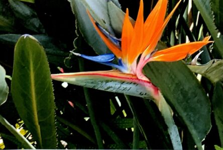 Bird of Paradise, Hawaii Bird of Paradise, Hawaii, Rich Michel