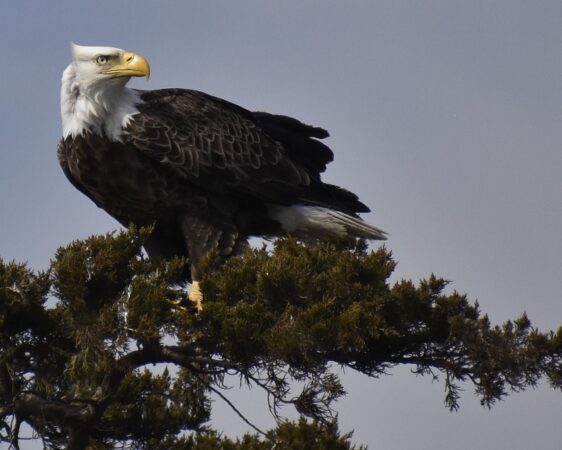 Mature Bald Eagle Surveying its Realm. No Nonsense with this One. Mature Bald Eagle Surveying its Realm. No Nonsense with this One. Robert Koch
