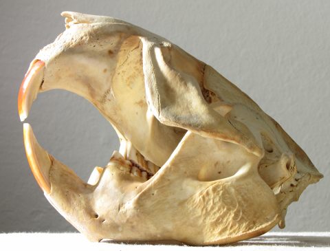 Beaver Skull